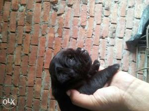 Labra dog puppy in black cOloUr.