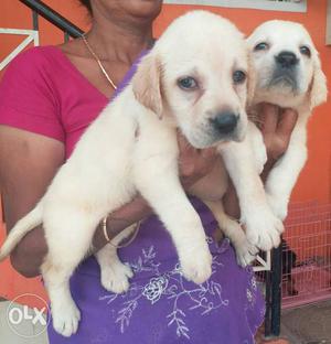 Labrador female puppies for sales call me '