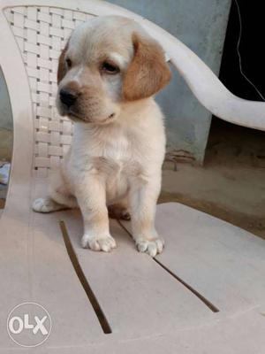 Labrador female..pure breed..urgently sale at