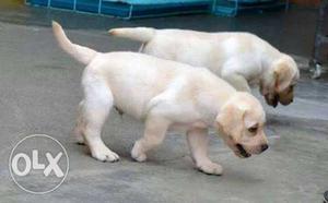 Labrador male puppies Box Headed and long ears