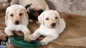 Labrador puppy(female) for sale.