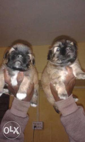 Lhasa puppies for sale.