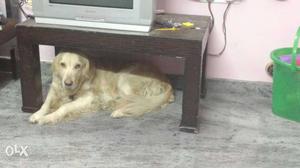 Light Golden Retriever Dog, female, 28 months.