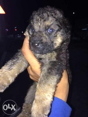 Long Coated Black and tan color german shepherd male puppy