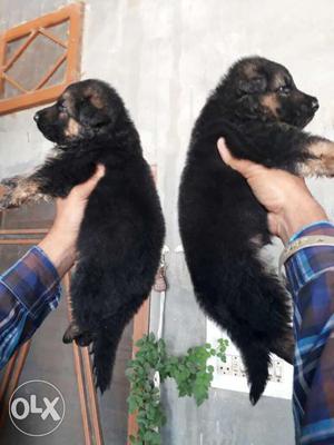 Long coat gsd male pups