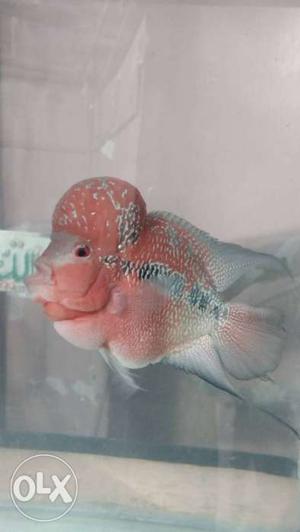 Male Flowerhorn