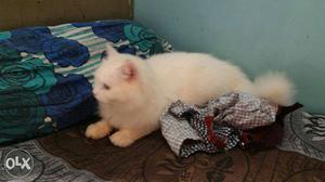 Male fury hair Persian cat his mom dad pure Persian breed