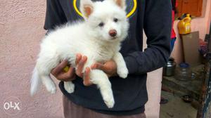 Male pomeranian puppy available