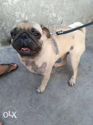 Male pug want to sell coz am going to hostel pure