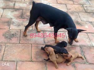 Miniature Pincher quality puppies for sale