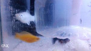 Molly big fishes 3 females(2 black & 1 white) and
