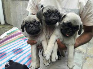 Monsoon Dhamaka Pug Male pups available