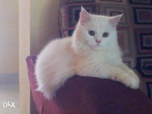 Need a FEMALE Persian cat for mating/ female Persian cat for