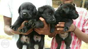 One Black And One Yellow Labrador Retriever Puppies