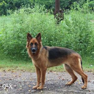 One year old champion line gsd available from