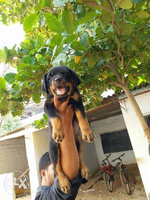 Only female Rottweiller puppy Available