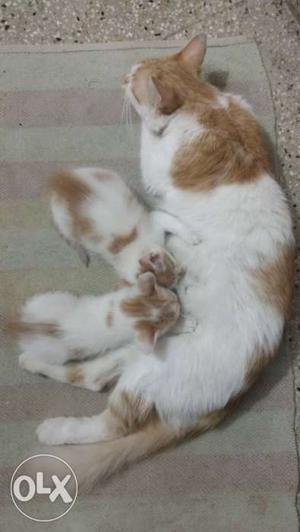 Orange And White Cat With Two Kittens