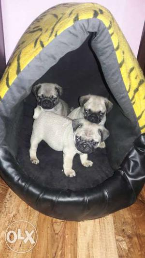 PUG puppy male one and half month old. Contact