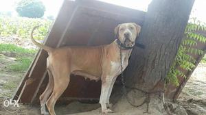 Pak Bully adoult female age 18 month fir sell