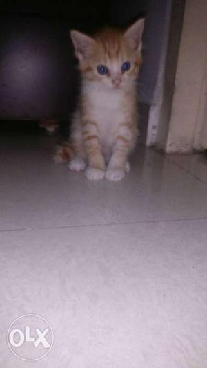Persian Kitten Brown & White for Sale