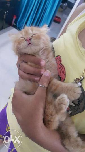 Persian Kitten for urgent sale