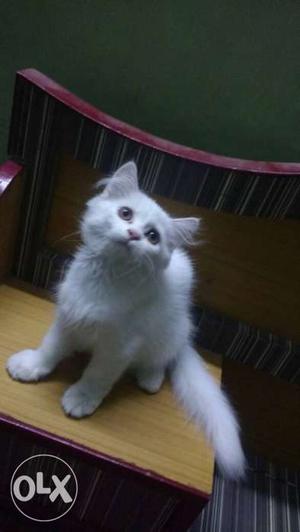 Persian cat female 3.5 month old