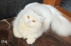 Persian cats for