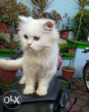 Persian cats (pure breed male and female 4mnths
