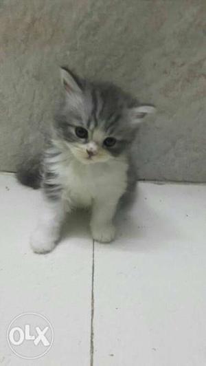 Persian kitten 45 day old