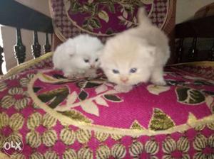 Persian kittens available