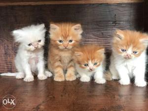 Persian kittens,  each, 2mnths old