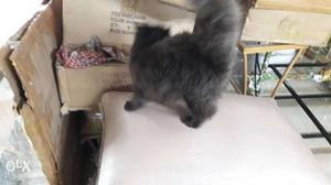 Persian punched face black pather kitten 3.5
