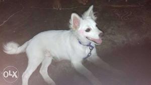Pet dog vaccinated... Breed: Indian spitz Age:
