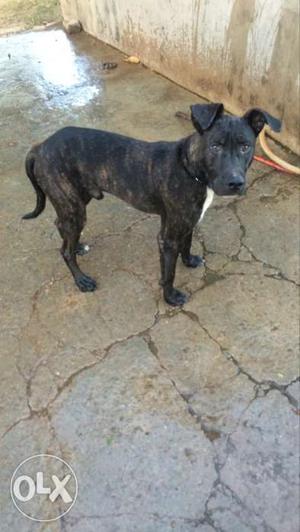 Pit-bull for sale male 6 months old, brindal,