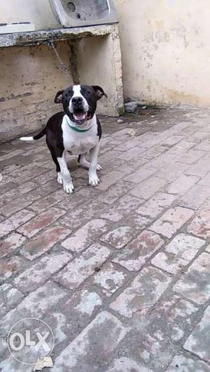 Pit bull puppy 6 month of sale