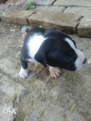 Pitbull female puppys one month old. indian