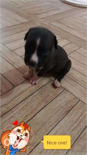 Pitbull pup