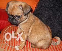 Princy kennel;-all colour pug puppy available only now sell