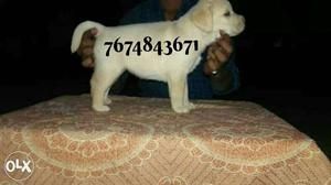 Prue labrador puppies avaliable with us