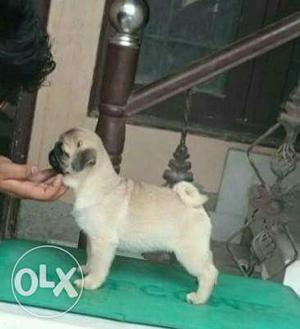 Pug male puppy 55 day old very healthy active and