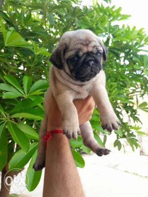 Pug puppy only 50 days champion a breed