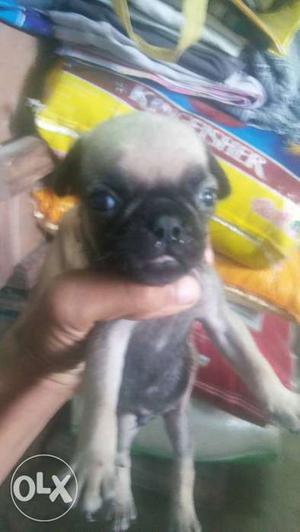 Pug pupuys low cost