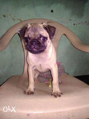 Pug urgently wanted to sale with cage