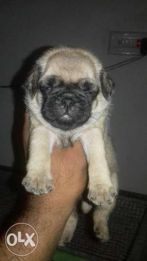 Punch face pug puppies available at Jaipur