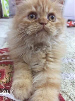 Pure Persian Kitten for sale just 3Months Old