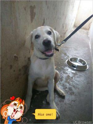 Pure breed Labrador female that is brought from