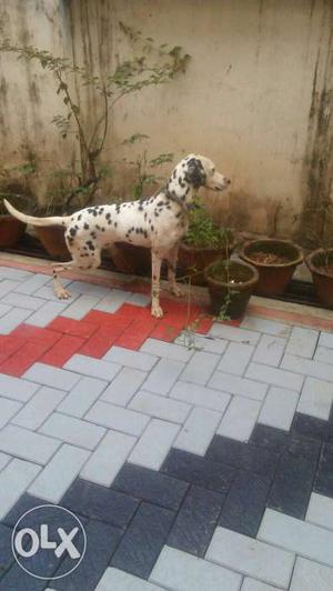Pure breed dalmation watch dog for sale(price negoitable)