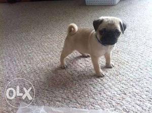 Pure breed pug