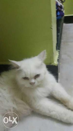 Pure white persian cat with blue eyes