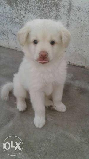 Pure white pomerian Puppy